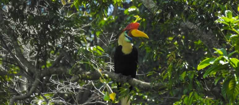 Sulawesi-Hornvogel im Baum