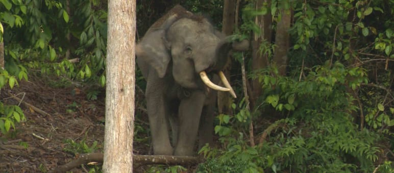 Im Wald von Sepintun leben acht Sumatra-Elefanten Waldelefant auf Sumatra