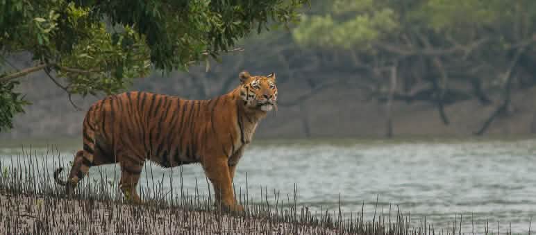 Tiger in Mangroven der Sundabarns