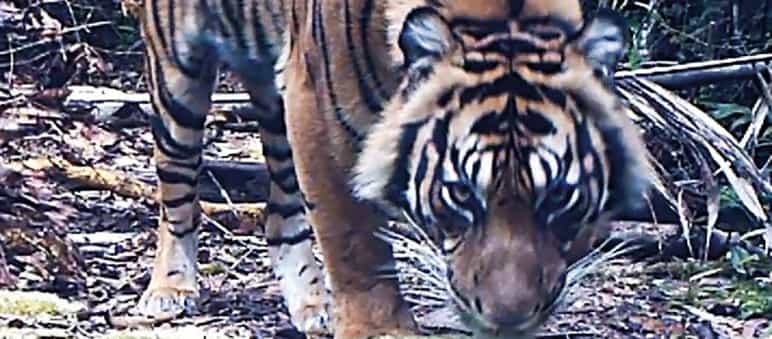 Kamerafallenbild Tiger