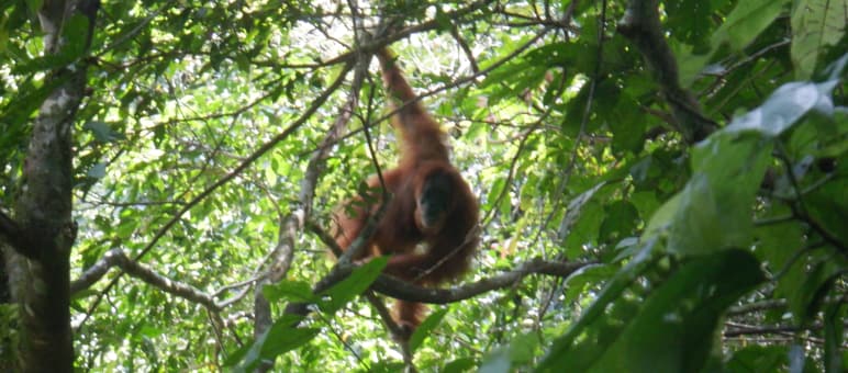 Orang-Utan im Baum