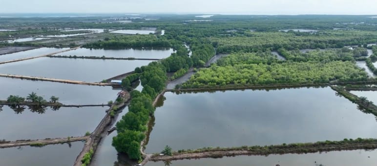 Fischteiche im ehemaligen Mangrovenwald
