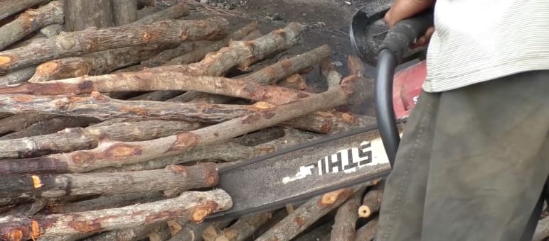 Stihl-Kettensäge zerschneidet Mangrovenwurzeln