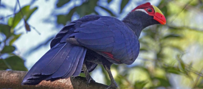 Violet-Turaco