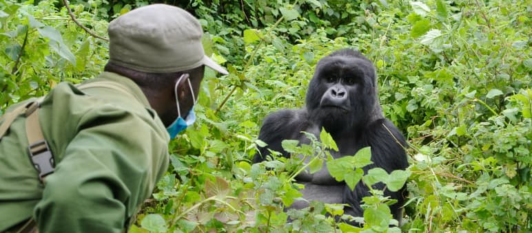 Mehrere Gorilla-Familien im Kongo wurden an Ranger und Touristen gewöhnt. Einige Meter Abstand und medizinische Masken sind Pflicht Gorilla und Ranger im Virunga Park