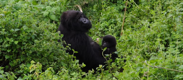 Im Virunga Nationalpark leben einige der letzten Berggorillas der Erde. Der Lebensraum der Menschenaffen schrumpft, die Förderung von Erdöl ist eine zusätzliche Bedrohung Gorilla mit Baby im Virunga Park