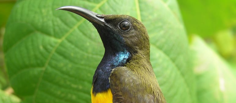 Wakatobi-Nektarvogel