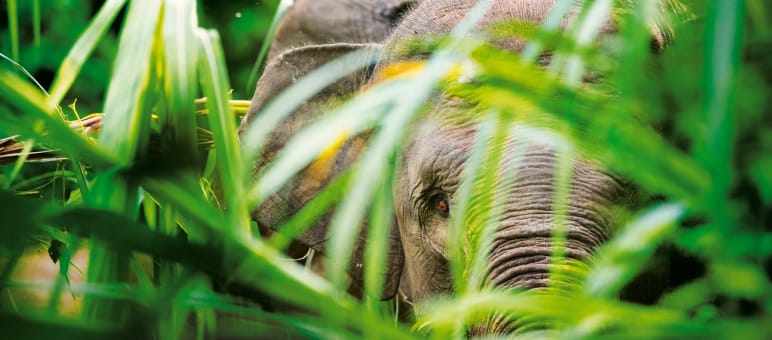 Sumatras Waldelefant Gebüsch