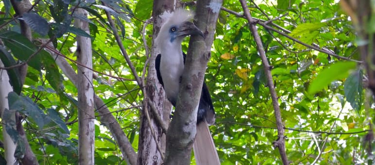 Der bis zu 80 cm große Langschopf- Hornvogel gehört zu den acht Nashornvogel- Arten von Borneo. Er braucht intakte Wälder – so wie die Menschen Langschopf-Hornvogel