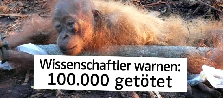 Plantagen sind der Tod der Orang-Utans Gefesselter und halbtoter Orang-Utan