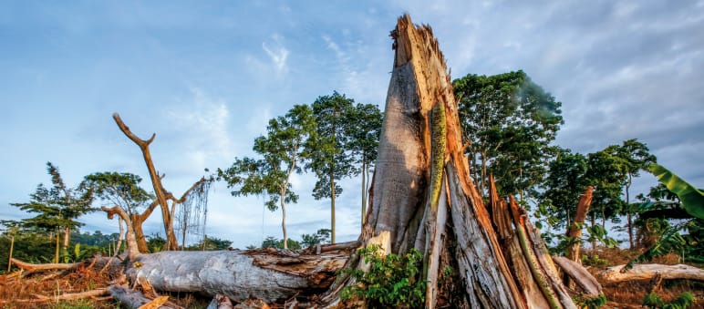 Traurige Realität: Noch werden für Schokolade Regenwälder zerstört Rodung