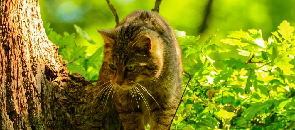 Europäische Wildkatzen reagieren empfindlich auf Störungen Europäische Wildkatze