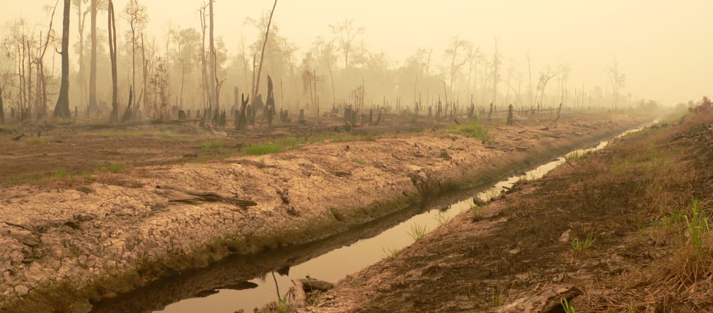 Für das 1-Mio-Hektar-Reisprojekt abgeholzter Torfmoorwald in Zentralkalimantan