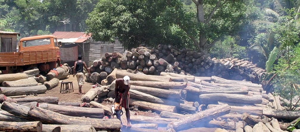Illegale Edelhölzer nahe des Masoala Nationalparks auf Madagaskar
