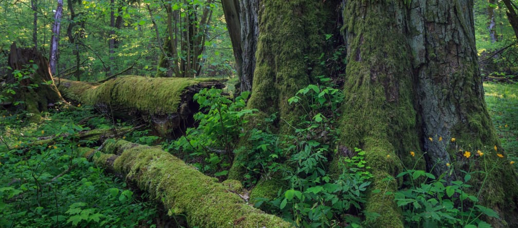 Naturnahe Wälder statt leergeräumter Wirtschaftsforste. So sollten unsere Wälder aussehen ein dicken Baum, umgefallene Bäume verrotten Bialowieza Wald in Polen
