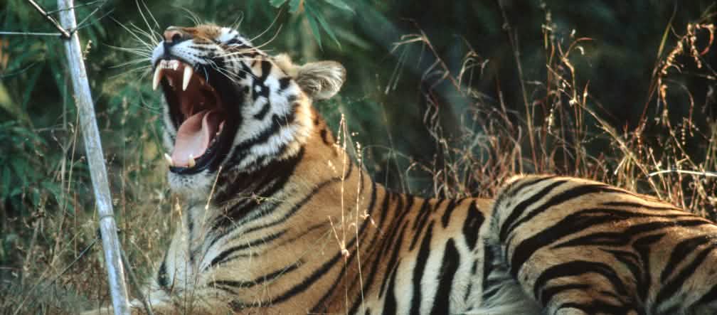 Tiger benötigen riesige Reviere um ausreichend Beute zu finden. Foto: D. Mukherjee/Greenpeace