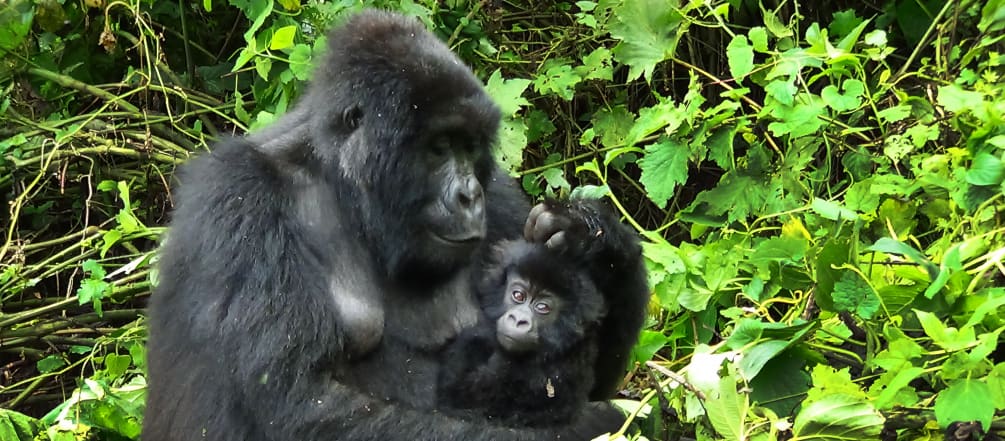 Gorillafamilie im Virunga Nationalpark Gorilla mit Jungen in Virunga
