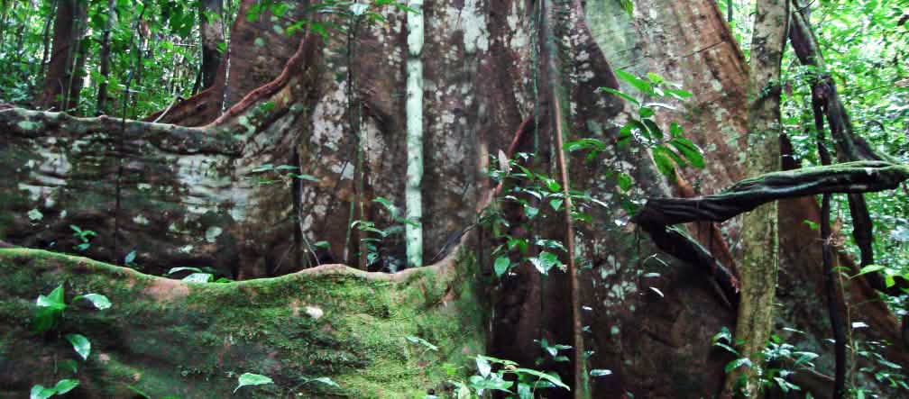 Baumriesen in Gefahr: Waldvernichtung ist ein Millionengeschäft
