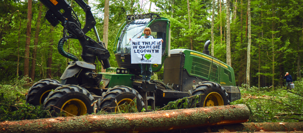 Umweltschützer blockierten die Maschinen der Holzfäller Protest gegen Rodung im Welterbe Bialowieza (Polen)