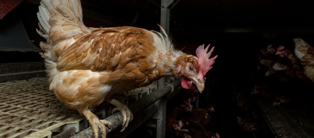Tierelend wird erst beim Blick in die Ställe sichtbar Huhn in Massentierhaltung