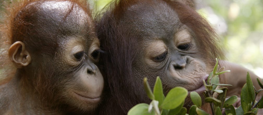 Zwei junge Orang-Utans erkunden Pflanzen