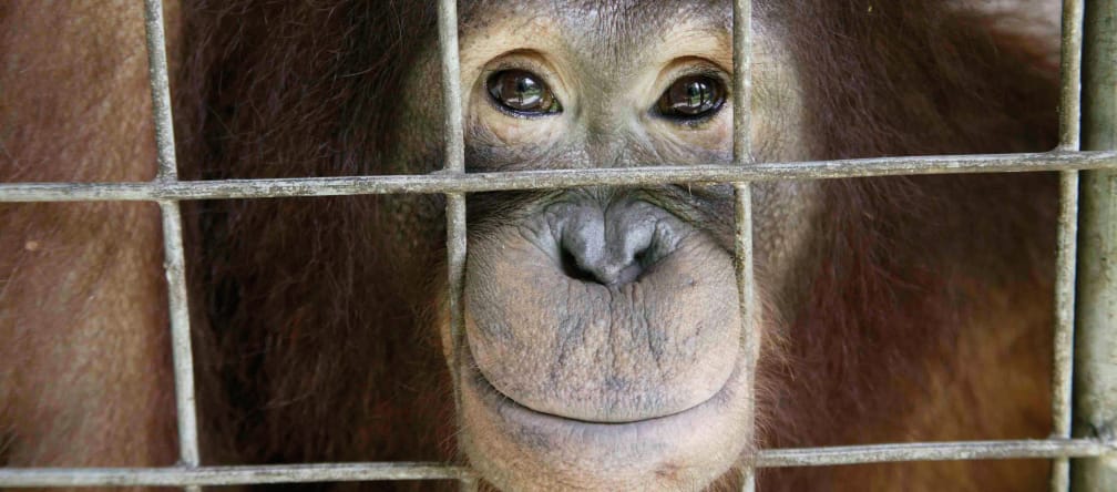 Orang-Utan guckt aus Käfig heraus