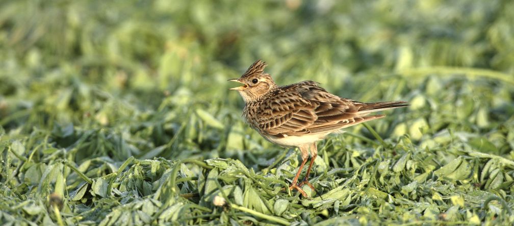 Ökologische Landwirtschaft ohne Gifte würde uns die Feldlerche zurückbringen Feldlerche