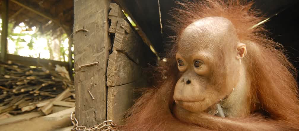 Die Mutter des Orang-Utan-Babys wurde auf den Palmölplantagen getötet