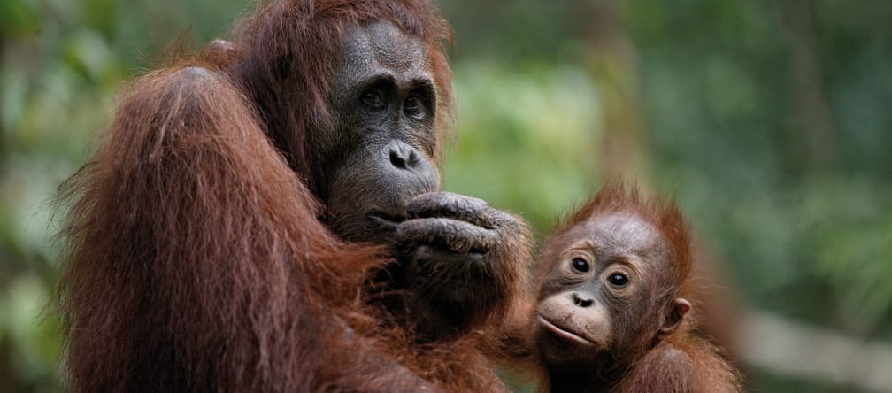 Bittere Wahrheit: Bis zu 60 Prozent Palmöl aus dem Orang-Utan Wald im "Biodiesel" Orang-Utan mit seinem Baby