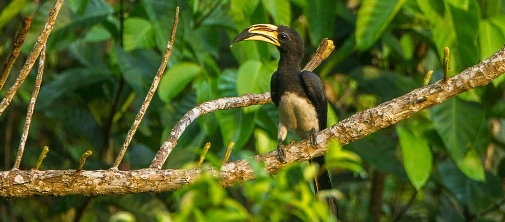 Nashornvogel im Kakum-Nationalpark (Ghana) Nashornvogel im Kakum-Nationalpark (Ghana)
