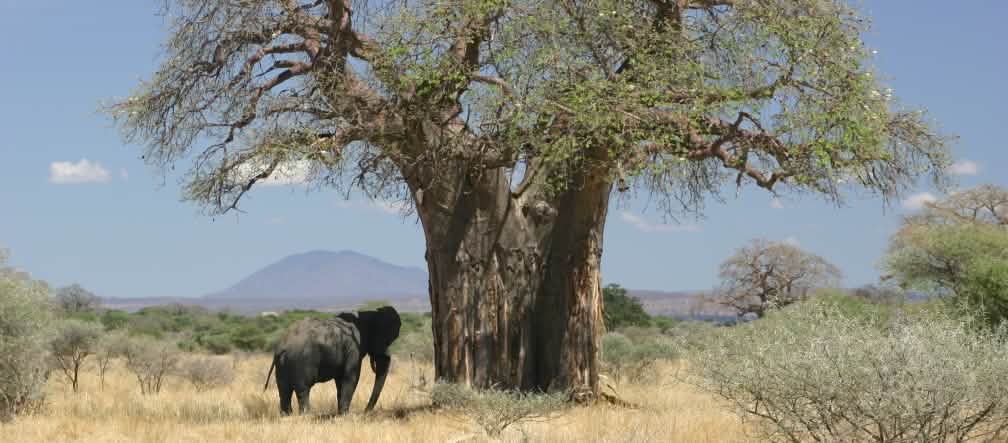 Savanne Elefant neben Baobab in der Savanne