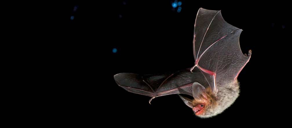 Der Sandabbau zerstört den Lebensraum zahlreicher Fledermausarten Bechsteinfledermaus