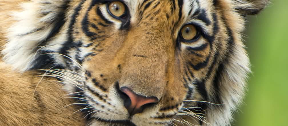 Bengale Tiger