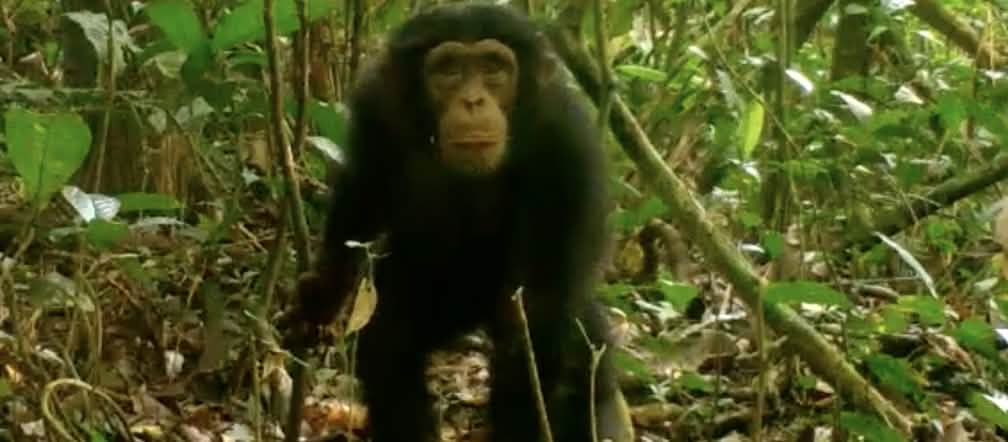 Schimpanse im Grebo-Krahn Nationalpark, Liberia