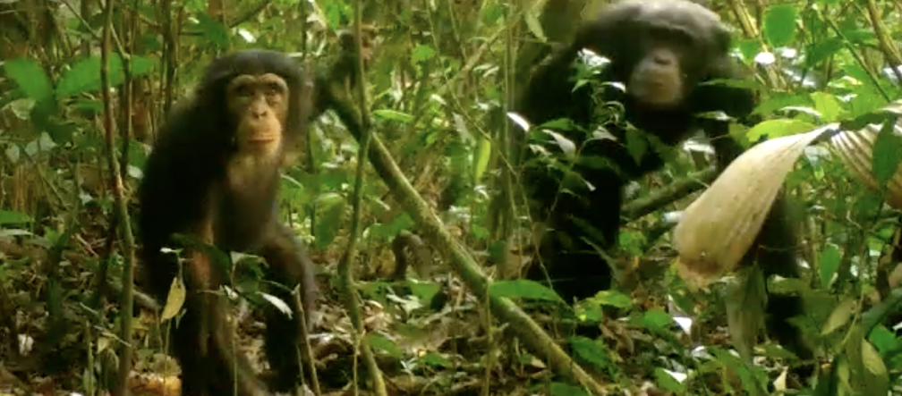 Neugierig schaut der junge Schimpanse in die Kamera. Seine Mutter hält sich im Hintergrund Schimpansen im Grebo-Krahn Nationalpark, Liberia