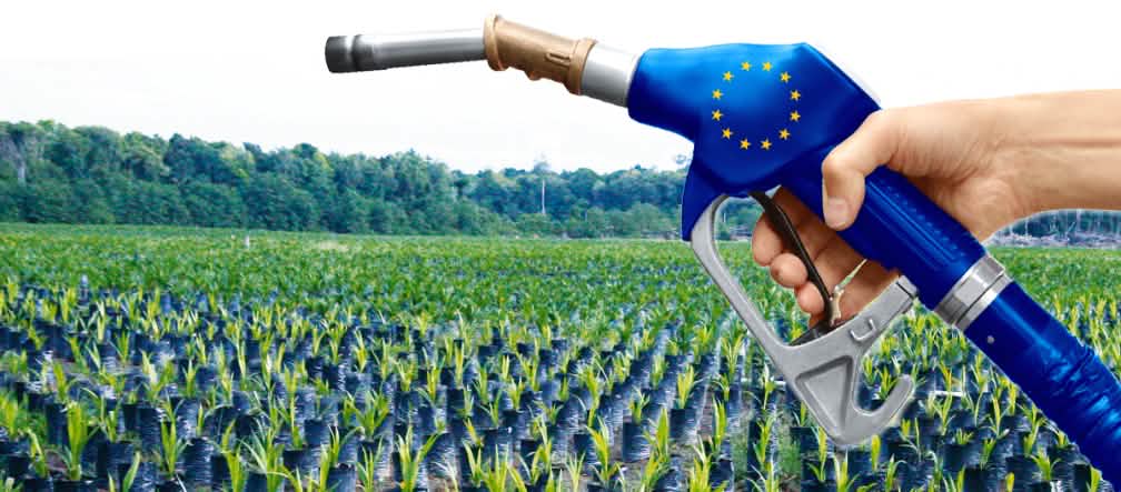 Aufzucht von Palmölsetzlingen auf einer Rodung im Regenwald Palmöl Biosprit EU