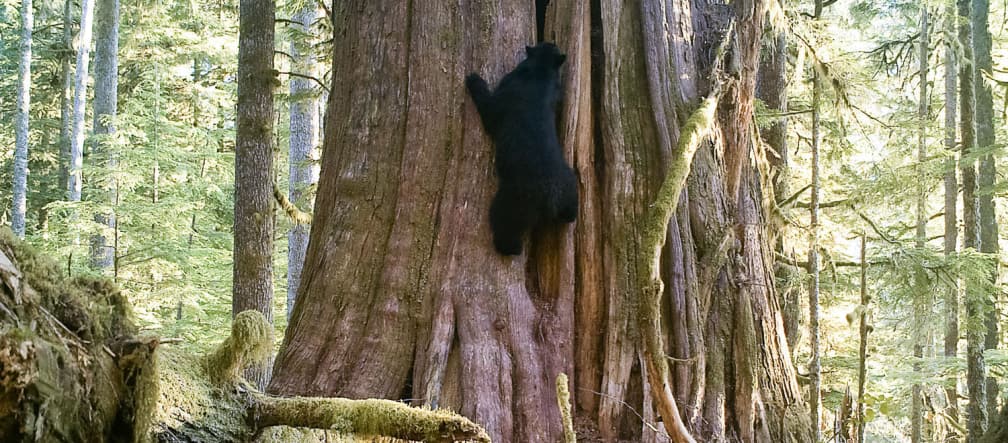 Schwarzbär klettert an einem Baum, Vancouver Island, British Columbia, Kanada