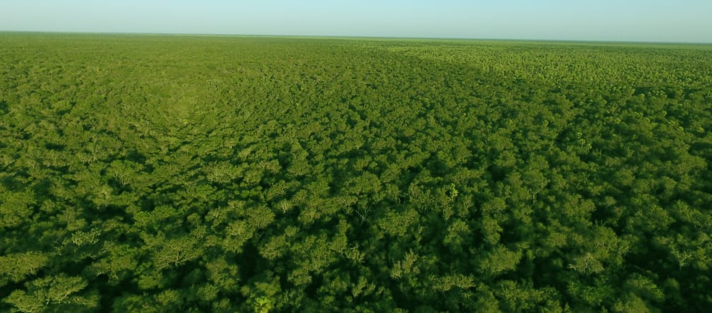 Luftbild von intaktem Chaco-Urwald in Paraguay