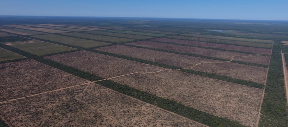Luftbild von riesigen rechteckigen Rodungsflächen im Chaco-Urwald in Paraguay