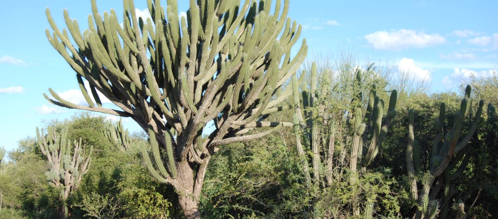 Typische Vegetation des Chaco mit zahlreichen Kakteen und anderen an Trockenheit angepassten Gehölzen. In der Bildmitte ein riesiger Kaktusbaum mit dickem Stamm und zahlreichen ästeartigen Verzweigungen