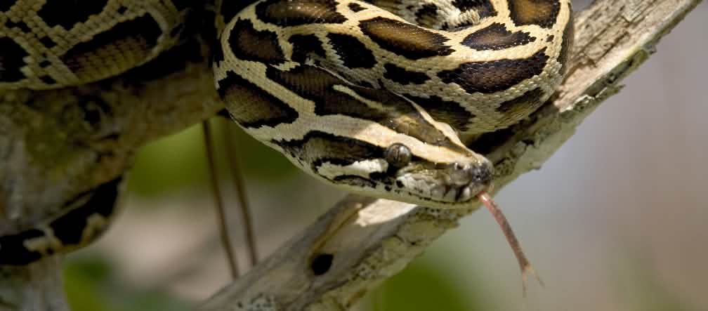 Dunkler Tigerpython in den Everglades, Florida Dunkler Tigerpython in den Everglades, Florida