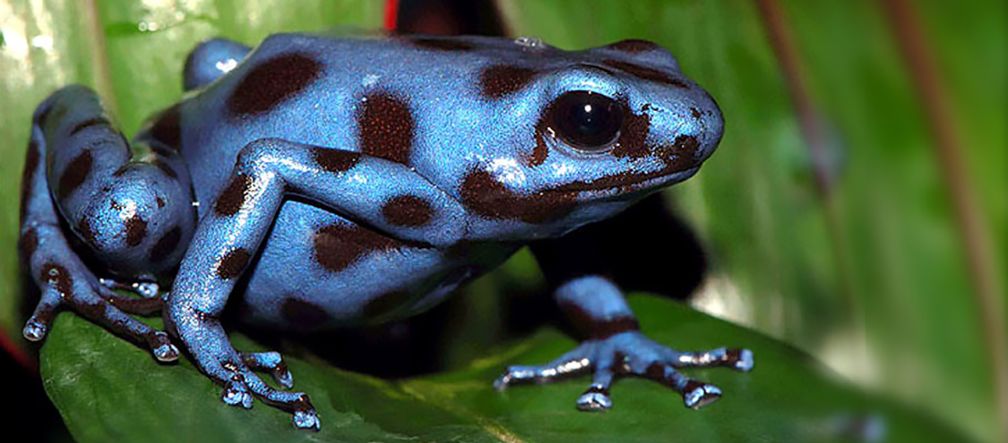 Der blaue Goldbaumsteiger Frosch sitzt auf Blatt