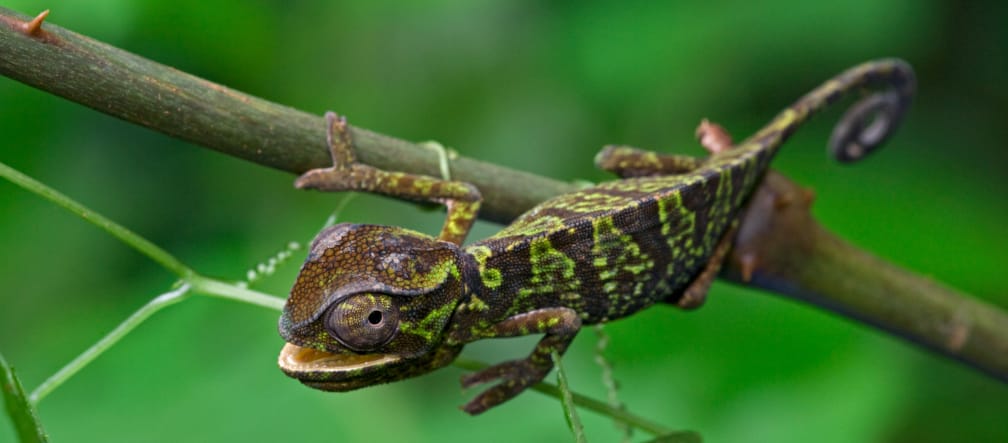Das „Grazile Chamäleon“ ist Teil der großen Reptilien-Vielfalt im Atewa-Wald ein grün-braun gemustertes Chamäleon klammert sich an einen Ast