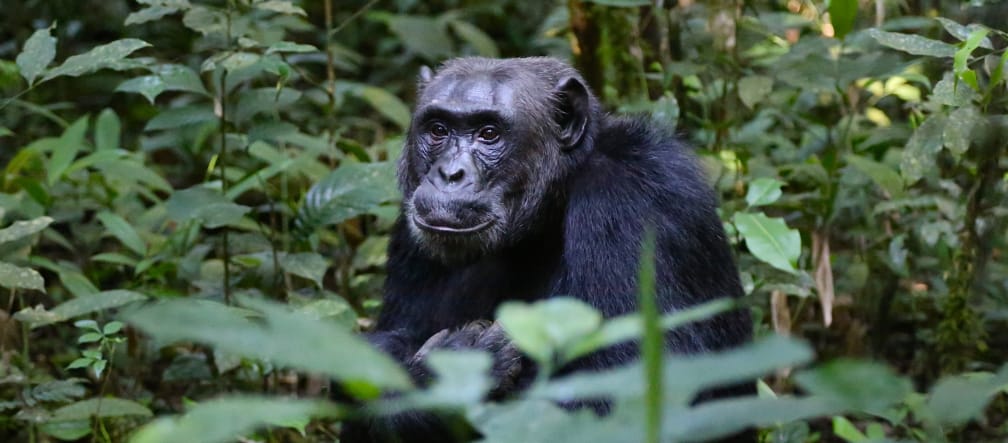 Noch sind sie in Uganda daheim, doch der Lebensraum der Schimpansen schwindet Schimpanse, Uganda