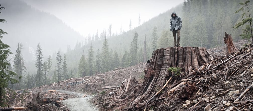 Rodung von Küstenregenwald auf Vancouver Island, British Columbia, Kanada