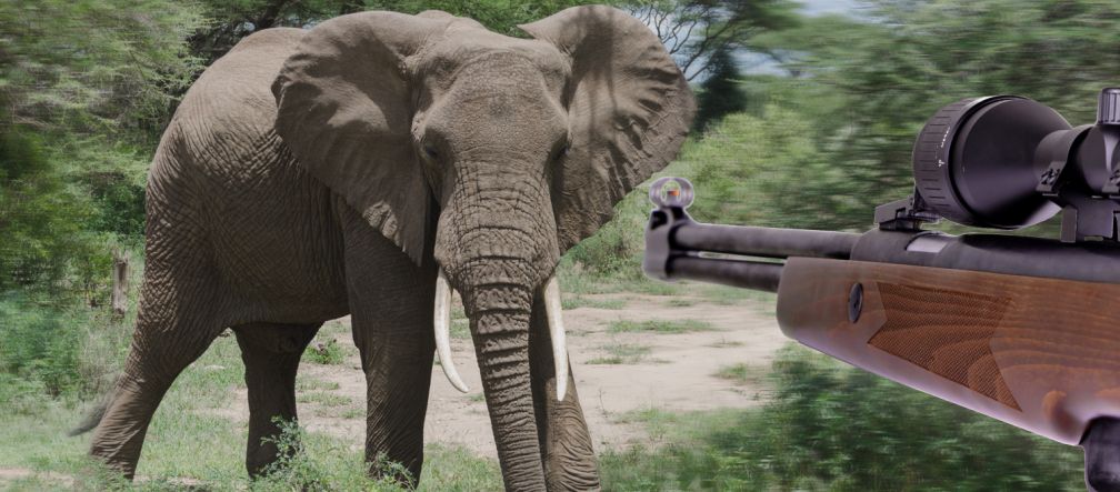 Artenschutz ist unsere epochale Aufgabe, doch deutsche Jäger:innen töten jedes Jahr Elefanten, Löwen, Nashörner und Affen. Bildmontage, bei der ein Jagdgewehr auf einen Afrikanischen Elefant zielt.