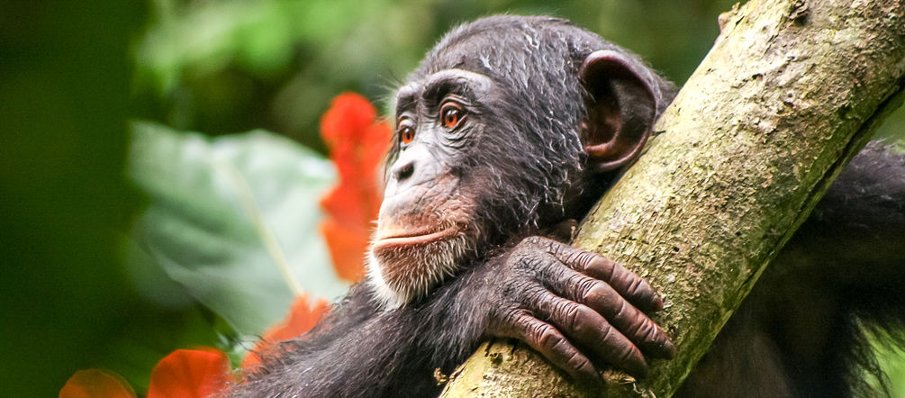 Die Wälder Liberias bieten Schimpansen einen Lebensraum. Schimpanse in Liberia