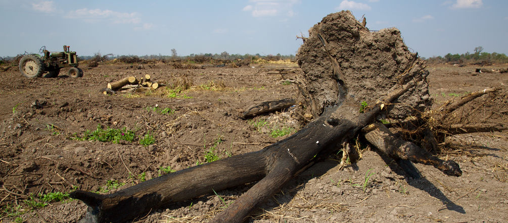 Die Natur stirbt für Soja Abgebrannter Baum für Anlage von Soja-Plantage im Gran Chaco