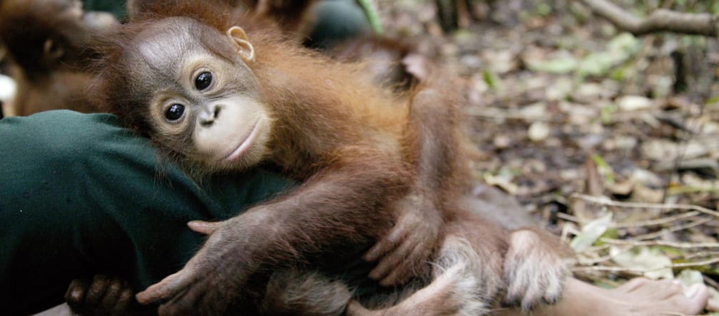 Palmöl in Schokoriegeln zerstört den Lebensraum der Orang-Utan. Orang-Utan Baby