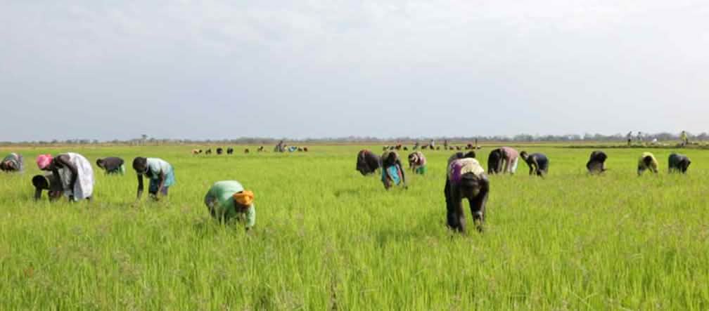 Die indigenen Anuak arbeiten auf dem Land der Investoren, das einst ihnen gehörte Bauern in Äthiopien stehen gebückt in einem grünen Feld, auf dem sie ernten